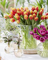 Tulipa Denmark bouquet