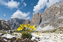 Yellow alpine poppy or Rhaetian alpine poppy (Papaver alpinum subsp. rhaeticum), Dolomites High Trail 1, rock face Zimes de Fanes, Dolomites, South Tyrol, Alto Adige, Trentino-Alto Adige, Italy, Europe