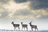 Red deer (Cervus elaphus) group walking in the snow, England