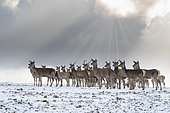 Red deer (Cervus elaphus) group standing in the snow