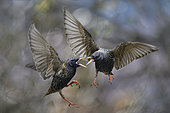 Starlings (Sturnus vulgaris) fighting in flight, Parc naturel régional des Vosges du Nord, France