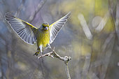 Greenfinch (Carduelis chloris) male on landing, Vosges du Nord Regional Nature Park, France