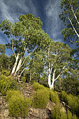 Mountain white gum (Eucalyptus dalrympleana), Esterel national forest, Var, France