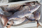 Professional fishing sector. Artisanal fishing with cages for fish. Tenerife, Canary Islands. Atlantic Ocean, Macaronesia.