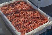 Professional fishing sector. Artisanal fishing with cages for shrimp. Tenerife, Canary Islands. Atlantic Ocean, Macaronesia.