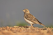 Lesser Short-toed lark (Alauda rufescens), Belchite, Spain, July 2020