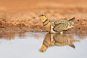 Pin-tailed sandgrouse (Pterocles alchata), El Planeron, Belchite, Spain