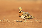 Pin-tailed sandgrouse (Pterocles alchata), El Planeron, Belchite, Spain
