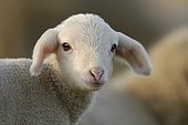 Domestic sheep (Ovis aries), lamb on pasture, Germany, Europe
