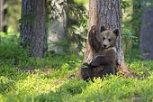 European Brown bear (Ursus arctos) young animal, Finland, Europe