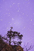 Eagle Owl (Bubo bubo) owl in front of a string of stars, Alsace, France