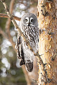 Great Grey Owl (Strix nebulosa) in search of prey, Finland