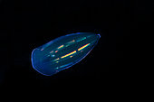 Comb jelly (Beroe forskalii). Zooplankton. Pelagic micro organism that is part of plankton (unidentified species). It lives dragged by the marine currents and it is common to observe it in spring. Marine invertebrates of the Canary Islands.