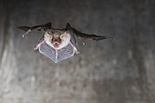 Greater mouse-eared bat (Myotis myotis), flying in front of church bell, Thuringia, Germany, Europe
