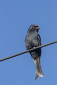 African drongo, or savanna drongo (Dicrurus adsimilis), perched on a wire, Fork-tailed drongo, also called the common drongo, Etosha National Park, Namibia, Africa