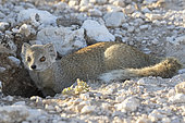 Yellow mongoose (Cynictis penicillata), Etosha National Park, Namibia, Africa