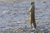 Yellow mongoose (Cynictis penicillata), standing up, Etosha National Park, Namibia, Africa