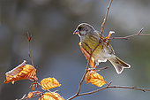 European greenfinch (Carduelis chloris) on a beech branch in winter, Countryside, Lorraine, France