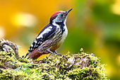 Middle spotted woodpecker (Dendrocopos medius) on a mossy deadwood stump in autumn, Campagne, Lorraine, France