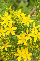 Common st. johnswort (Hypericum perforatum), flowers
