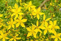 Common st. johnswort (Hypericum perforatum), flowers