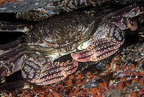 Talon crab (Plagusia depressa). Marine invertebrates of the Canary Islands, Tenerife.