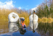 Mute swan (Cugnus olor) swiming in a river, England