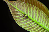 Ant-mimicking treehopper (Cyphonia clavata) on a leaf, Kaw, French Guiana