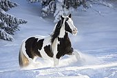 Pied Tinker mare running in deep snow, Austria, Europe