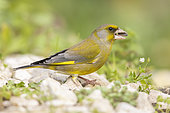 European Greenfinch (Carduelis chloris), side view of an adult male feeding on sunflower seeds, Campania, Italy