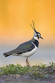 Northern Lapwing (Vanellus vanellus), side view of an adult female standing on the ground, Campania, Italy