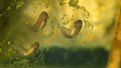 Lowland frog (Pelophylax ridibundus) foetus, day two