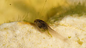 Lowland frog (Pelophylax ridibundus) tadpole, day fourteen
