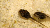 Lowland frog (Pelophylax ridibundus) tadpole, day nineteen