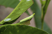 Sphinx (Sphingidae sp) caterpillar on a leaf, Montagne de Fer, French Guiana
