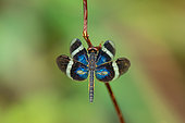 Bluewings Dragonfly (Zenithoptera viola) on a stem (Saramaca, French Guiana