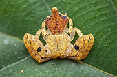 Crabe spider (Epicadus taczanowskii) ona leaf, Montagne de Fer, French Guiana