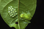 Glassfrog (Hyalinobatrachium cappellei) male guarding its eggs, Montagne des Singes, French Guiana
