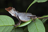 Brown-eared Anole (Norops fuscoauratus) moulting, Kaw, French Guiana