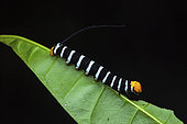 Hawk moth (Isognathus swainsonii) caterpillar on a leaf, Kaw, French Guiana