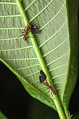 Treehopper (Membracis tectigera) and Ant (Ectatomma tuberculatum) on a leaf, kaw, French Guiana