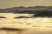 Sea of clouds in the Vosges. In December 2019, temperatures reaching 10 degrees at altitude and negative on the ground favoured the formation of low clouds, known as stratus, in the Alsace plain. This sea of clouds was photographed from the heights of the Haut-Koenigsbourg castle. Alsace, France