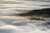 Sea of clouds in the Vosges. In December 2019, temperatures reaching 10 degrees at altitude and negative on the ground favoured the formation of low clouds, known as stratus, in the Alsace plain. This sea of clouds was photographed from the heights of the Haut-Koenigsbourg castle. Alsace, France