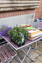 Daisybush (Osteospermum sp) and Bellflower (Campanula sp) on a table before planting in spring, Pas de Calais, France
