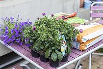 Daisybush (Osteospermum sp) and Bellflower (Campanula sp) on a table before planting in spring, Pas de Calais, France