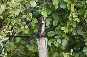 Red squirrel (Sciurus vulgaris) eating hazelnuts, standing on a pole, Alsace, France