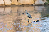 Grey Heron (Ardea cinerea) fishing a catfish, Kembs, Alsace, France