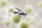 Grass-carrying Wasp (Isodontia mexicana) foraging on an Eryngo in summer, Lozère France