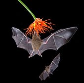 Pallas's long-tongued bats (Glossophaga soricina), approaching a flower at night, eats Nectar, Costa Rica, Central America