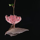 Pallas's long-tongued bat (Glossophaga soricina), approaching a flower at night, eats Necktar, Costa Rica, Central America